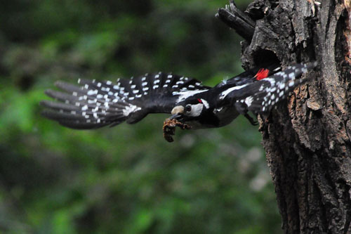 Love story of woodpecker couple