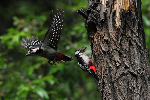 Love story of woodpecker couple