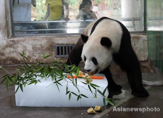 Ice blocks help pandas cool down