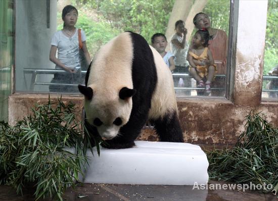 Ice blocks help pandas cool down