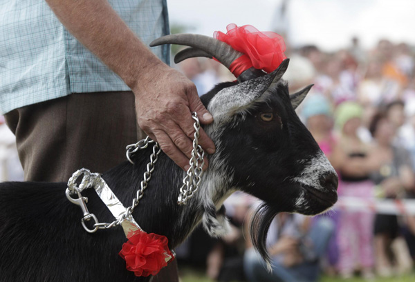 Goat 'beauty contest' in Lithuania