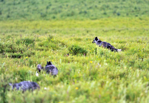 'Animal army' to protect the plains of Xinjiang