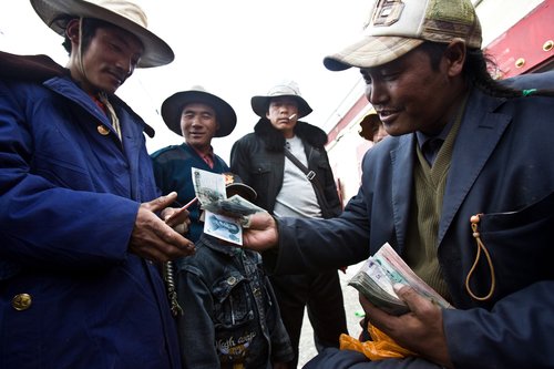 Tibetans searching for medicinal fungus