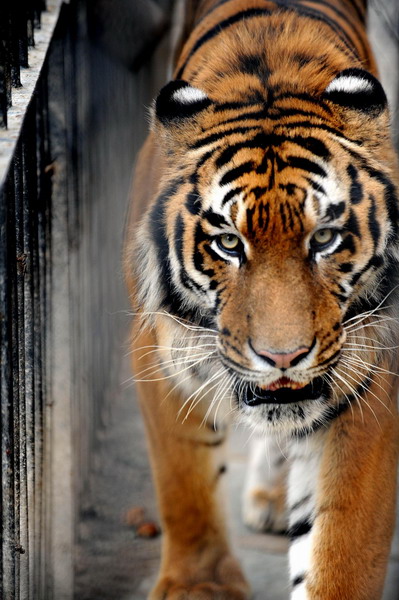 Zoo where tigers starved reopens