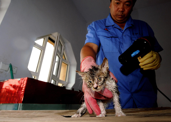 'Feline captain' and his 100 cats