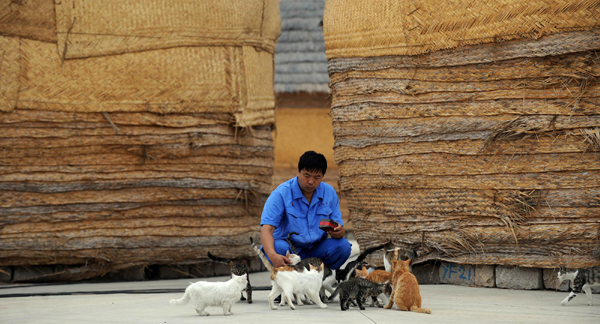 'Feline captain' and his 100 cats