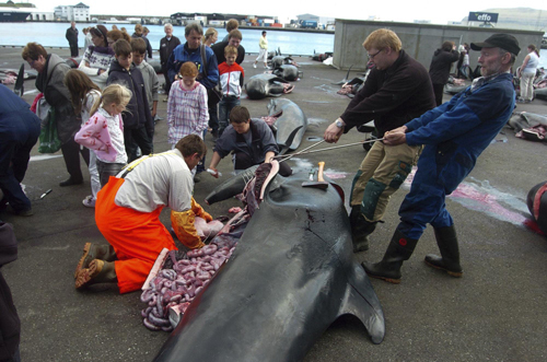 Whale hunting in Denmark