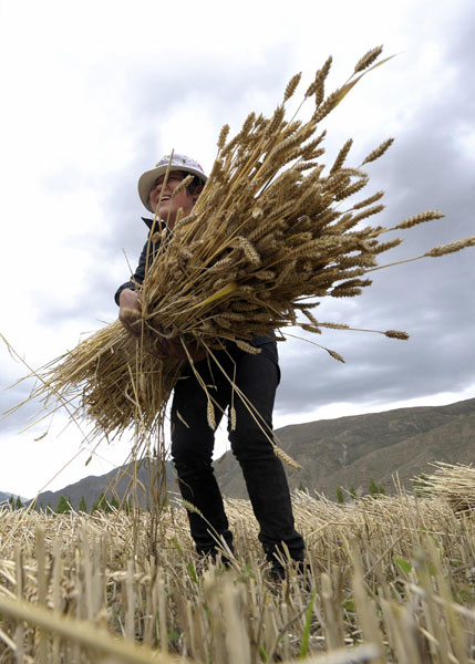 Tibet embraces harvest season