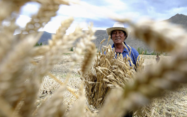 Tibet embraces harvest season