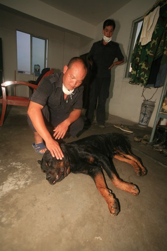 29 police dogs poisoned to death in S.China