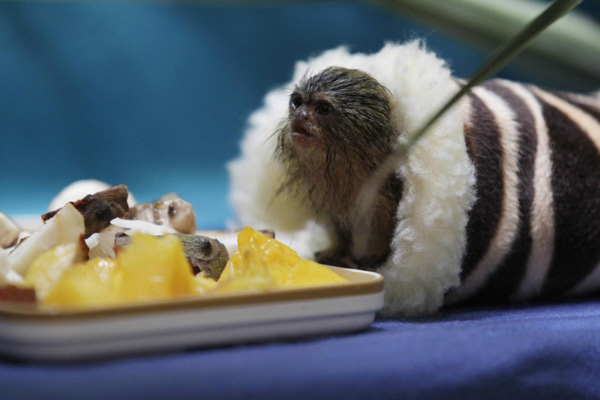 World's smallest monkey in danger of extinction