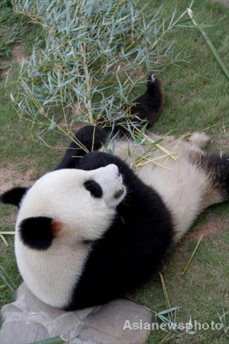 Pandas have fun in prolonged summer heat