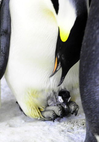 Emperor penguin hatched in Dalian