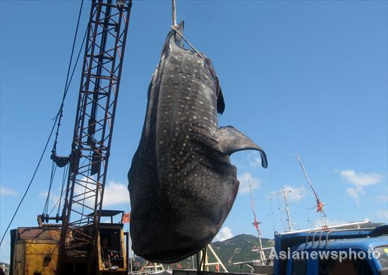 Whale shark strangled by fishing net