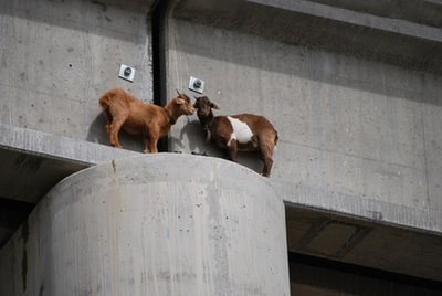 Goats rescued off railroad bridge