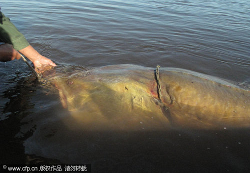 Massive 250-kg fish caught in river