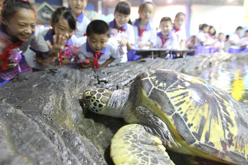 Recovered turtle going back to wilderness