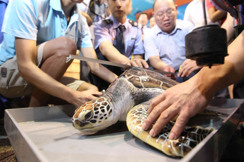 Recovered turtle going back to wilderness