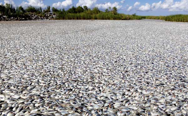 Massive fish kill reported in Louisiana, US