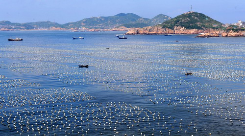 Sowing a sea of mussels in E. China