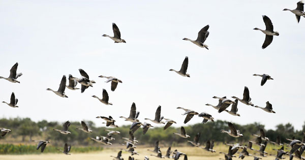 Wild geese return to the sky