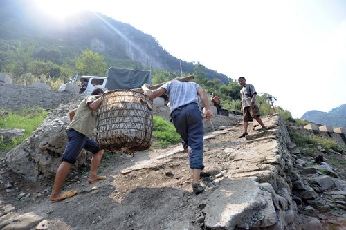 Fish bearers carry family hopes on their backs