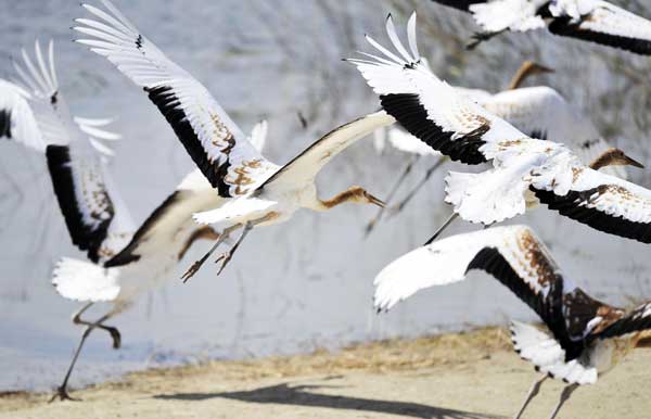 Crane population grows in nature reserve zone