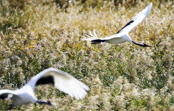 Crane population grows in nature reserve zone