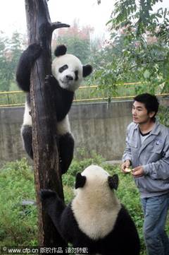 Pandas to promote city's tourism