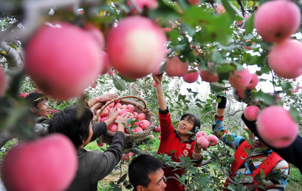 Apple season harvests two billion yuan