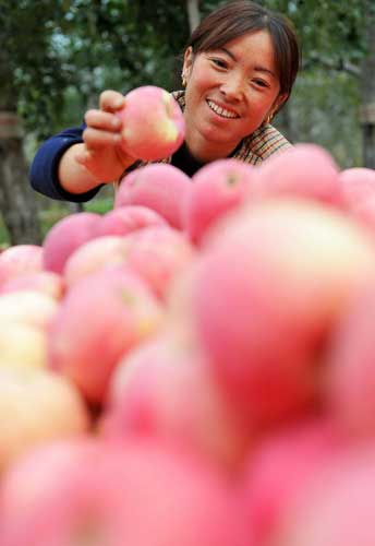 Apple season harvests two billion yuan