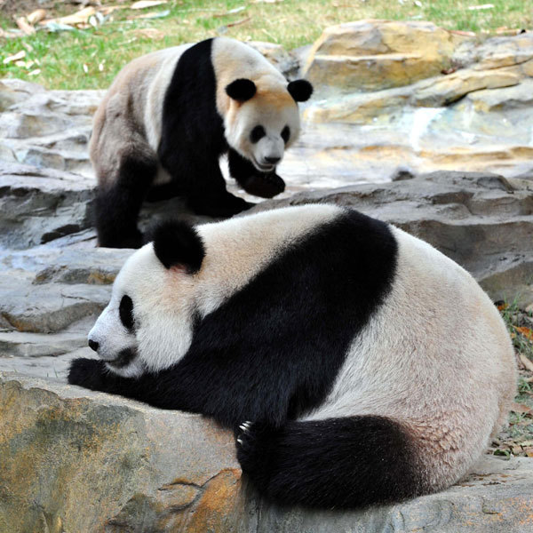 Pandas to add joy to Asian Games city