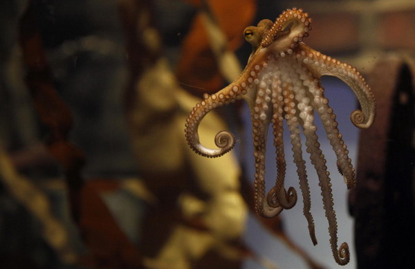 Germany unveils Octopus Paul II