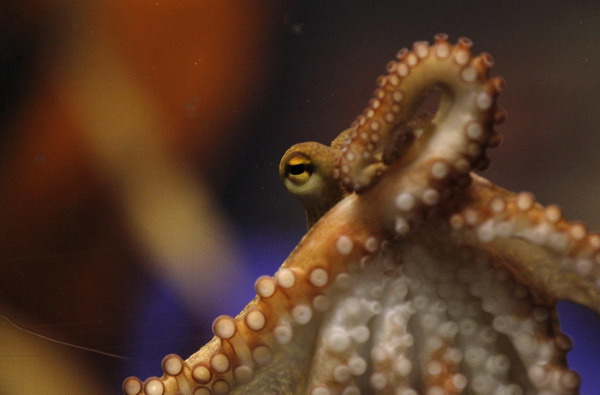 Germany unveils Octopus Paul II