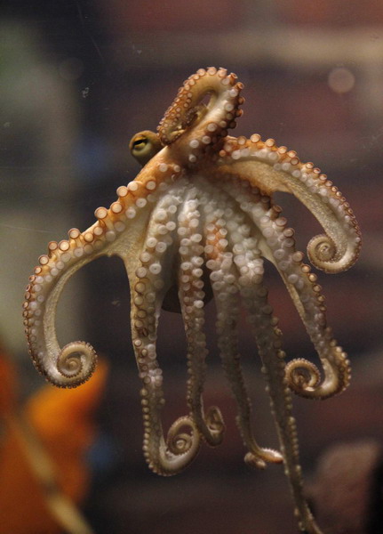 Germany unveils Octopus Paul II