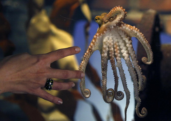 Germany unveils Octopus Paul II