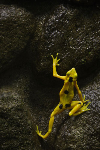 Panama golden frogs close to extinction