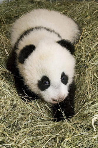 Austria-born panda cub officially named Fu Hu