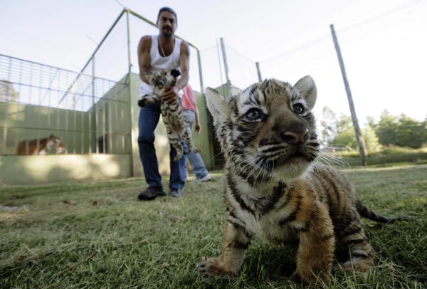 New-born Bengal tiger cubs