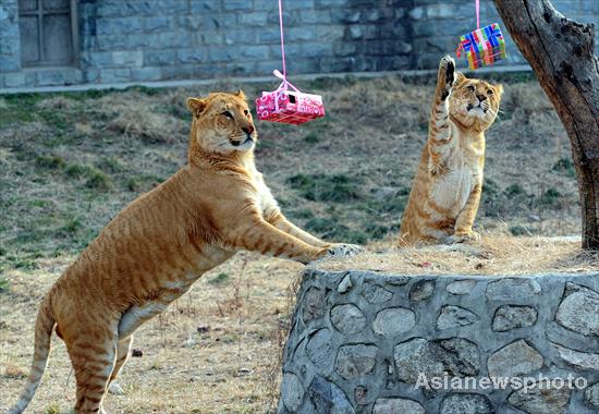 Santa Claus descends on zoo