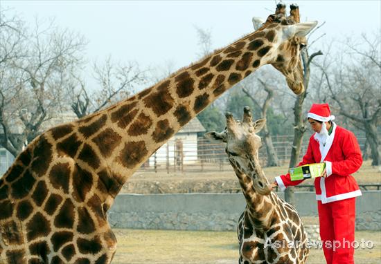 Santa Claus descends on zoo