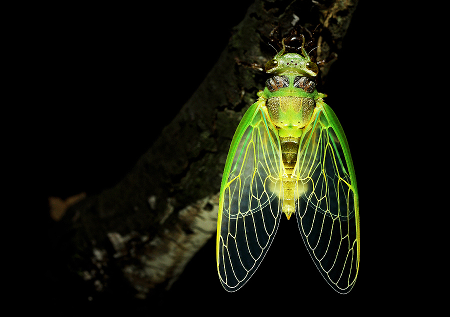 The world of cicadas - photos by Zhong Ming