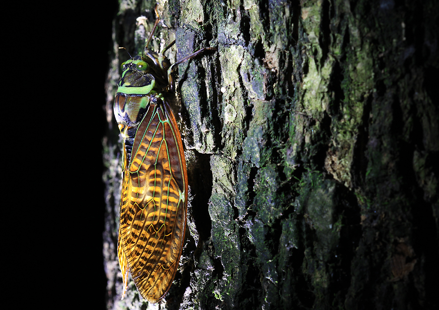 The world of cicadas - photos by Zhong Ming