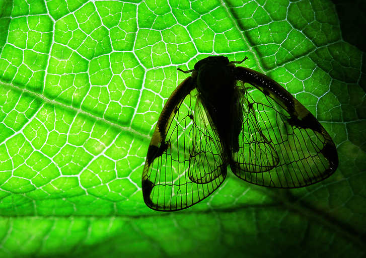 The world of cicadas - photos by Zhong Ming