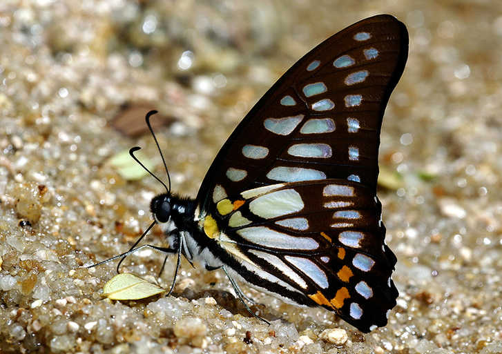 Feast for butterfly lovers - photos by Zhong Ming