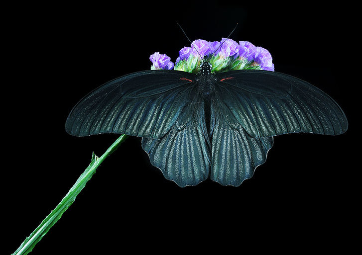 Feast for butterfly lovers - photos by Zhong Ming