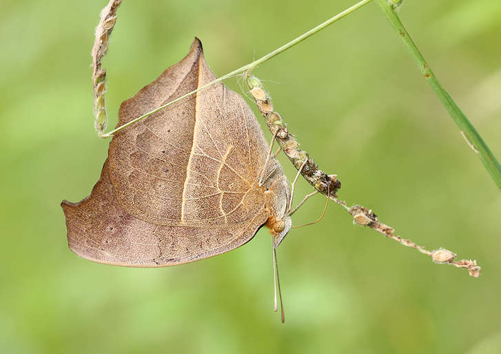 Feast for butterfly lovers - photos by Zhong Ming