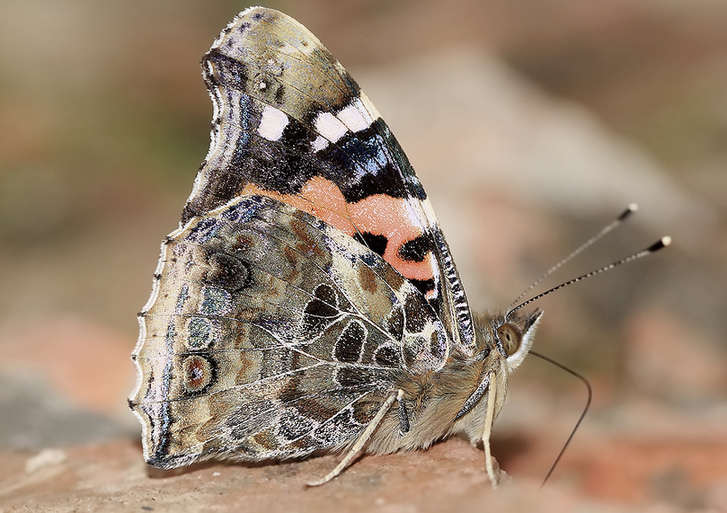 Feast for butterfly lovers - photos by Zhong Ming