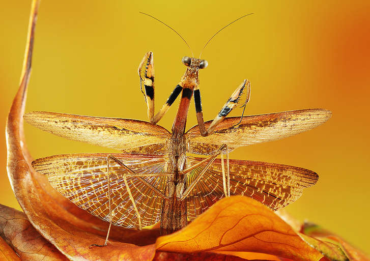 Mantises and dragonflies in Zhong Ming's insects world