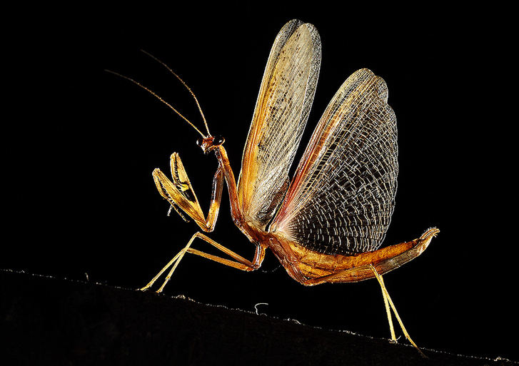 Mantises and dragonflies in Zhong Ming's insects world